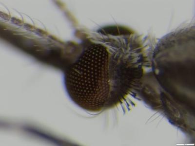 Close-up of head of Anopheles vaneedeni mosquito. Photo: Ashley Burke